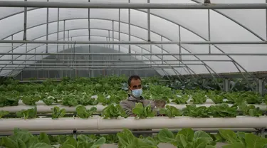 Abdullah Abu Halima memeriksa tanaman selada di pertanian hidroponik miliknya di Kota Beit Lahia, Jalur Gaza utara (25/11/2020). Petani Palestina tersebut menanam selada, brokoli, kacang-kacangan, peterseli, daun bawang dan jenis sayur lainnya dengan metode irigasi khusus. (Xinhua/Rizek Abdeljawad)