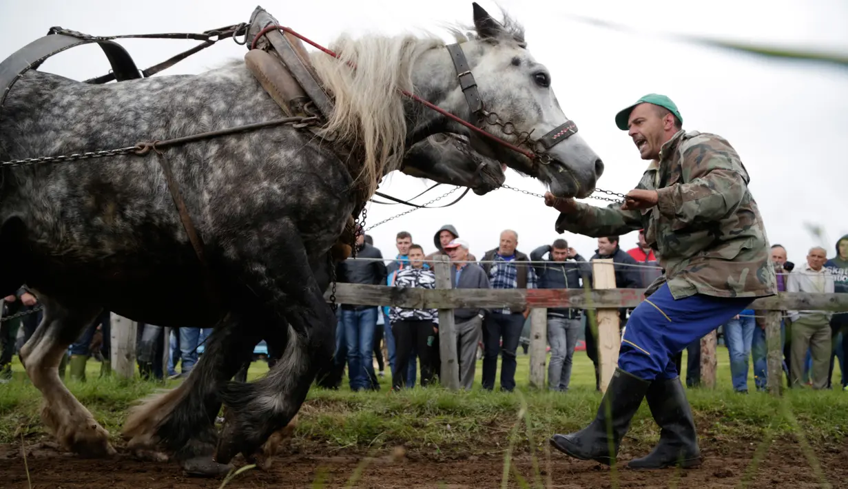 Seorang pria Bosnia menarik kudanya yang membawa kayu gelondongan ke atas bukit saat mengikuti sebuah kompetisi di kota Sokolac, Bosnia (18/6). Acara ini merupakan festival di Bosnia yang digelar setiap tahun. (AP Photo/Amel Emric)