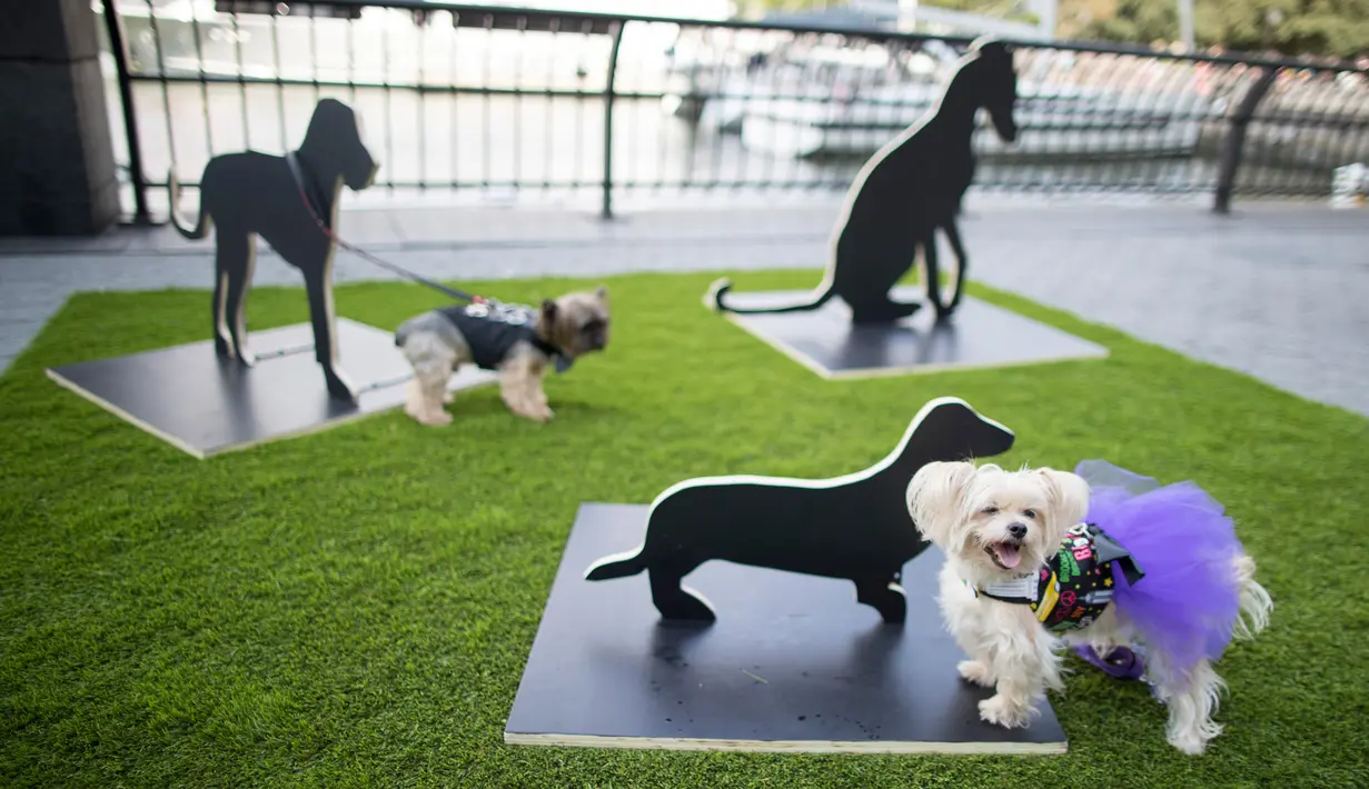Dua ekor anjing berdiri dekat instalasi seni bertajuk "The Barking Project" karya Merav Ezer pada pameran Dogumenta di Manhattan, 11 Agustus 2017. Pameran yang menampilkan 10 patung dan instalasi seni ini dibuat khusus untuk anjing. (AP/Mary Altaffer)