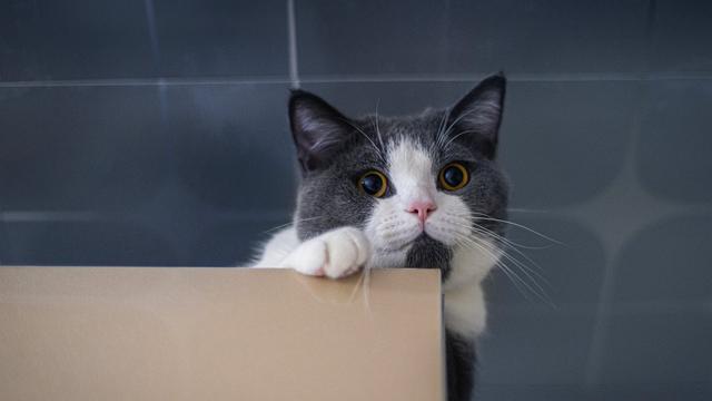 Kucing Lemas Tidak Mau Makan