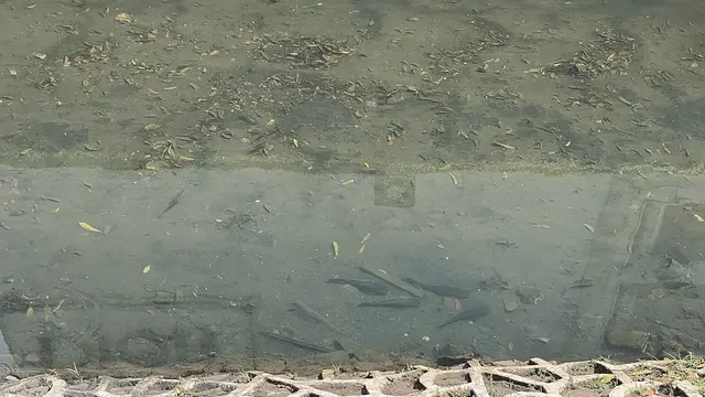 Populasi ikan sapu-sapu di Kali Cideng sekitar Bundaran HI, Jakarta Pusat (Jakpus) masih terlihat mendominasi kali.