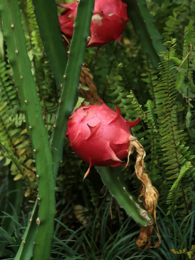 Pohon Buah Naga Merah