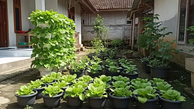 Ide Kebun Kacang-Kacangan dan Sayur yang Mudah Ditanam di Rumah Model Pakcoy dalam Pot