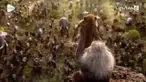 Rumah produksi Disney merilis trailer film terbaru The Lion King. FIlm Live-action The Lion King direncanakan rilis pada Juli 2019.
