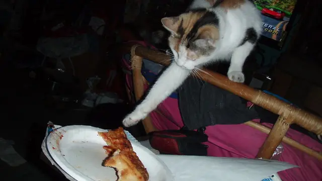 6 Tingkah Absurd Kucing saat Curi Makanan, Bikin Tepuk Jidat