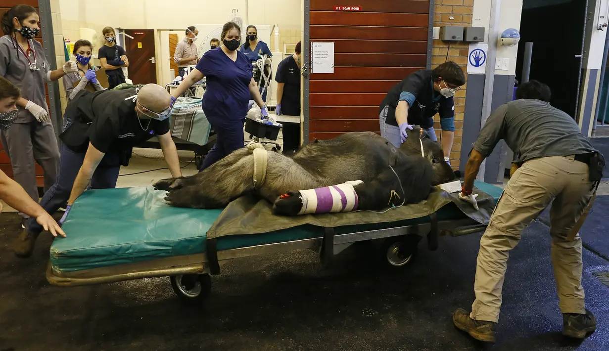 Spesialis dari Kebun Binatang Johannesburg dan University of Pretoria's Onderstepoort Veterinary Academy membawa Makokou usai menjalani CT scan di Veterinary Academy Hospital, Pretoria, Afrika Selatan, Sabtu (6/6/2020). Makokou menjalani CT scan karena sakit polip. (Phill Magakoe/AFP)