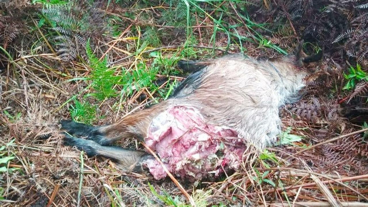 Kambing warga di Desa Teluk Lanus yang dimangsa harimau sumatra.