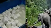 Puluhan kilogram tahu berformalin kembali ditemukan di Pasar Senen, hingga sekawanan gajah yang kesal memojokan seorang pengendara motor.
