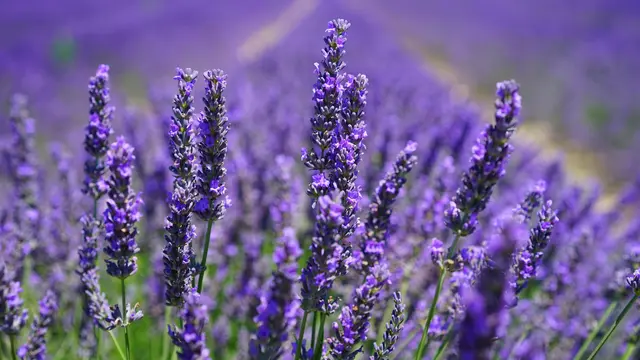 3. Gunakan Bahan Alami Pengusir Nyamuk