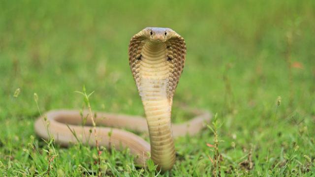 King Cobra