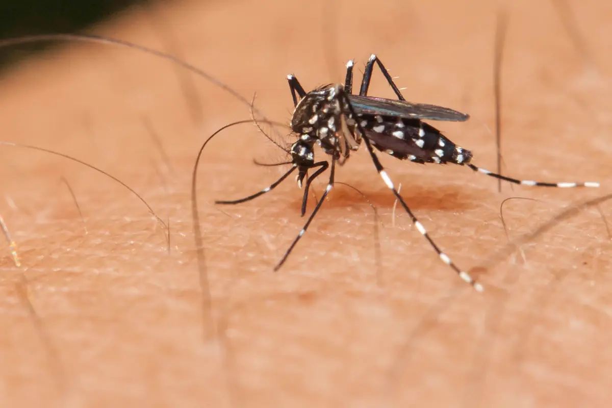 Virus Zika