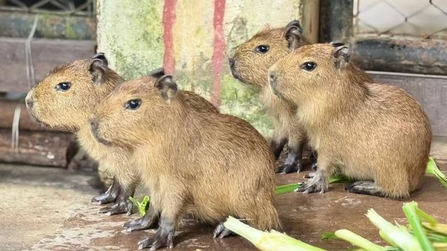 Capybara