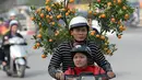 Seorang petani bersama anaknya mengangkut pohon Kumquat untuk mengirimkannya ke pelanggan yang akan merayakan Tahun Baru Imlek di Hanoi, Vietnam, Rabu (25/1). Tahun Baru Imlek sendiri jatuh pada 28 Januari mendatang. (Hoang DINH Nam/AFP)