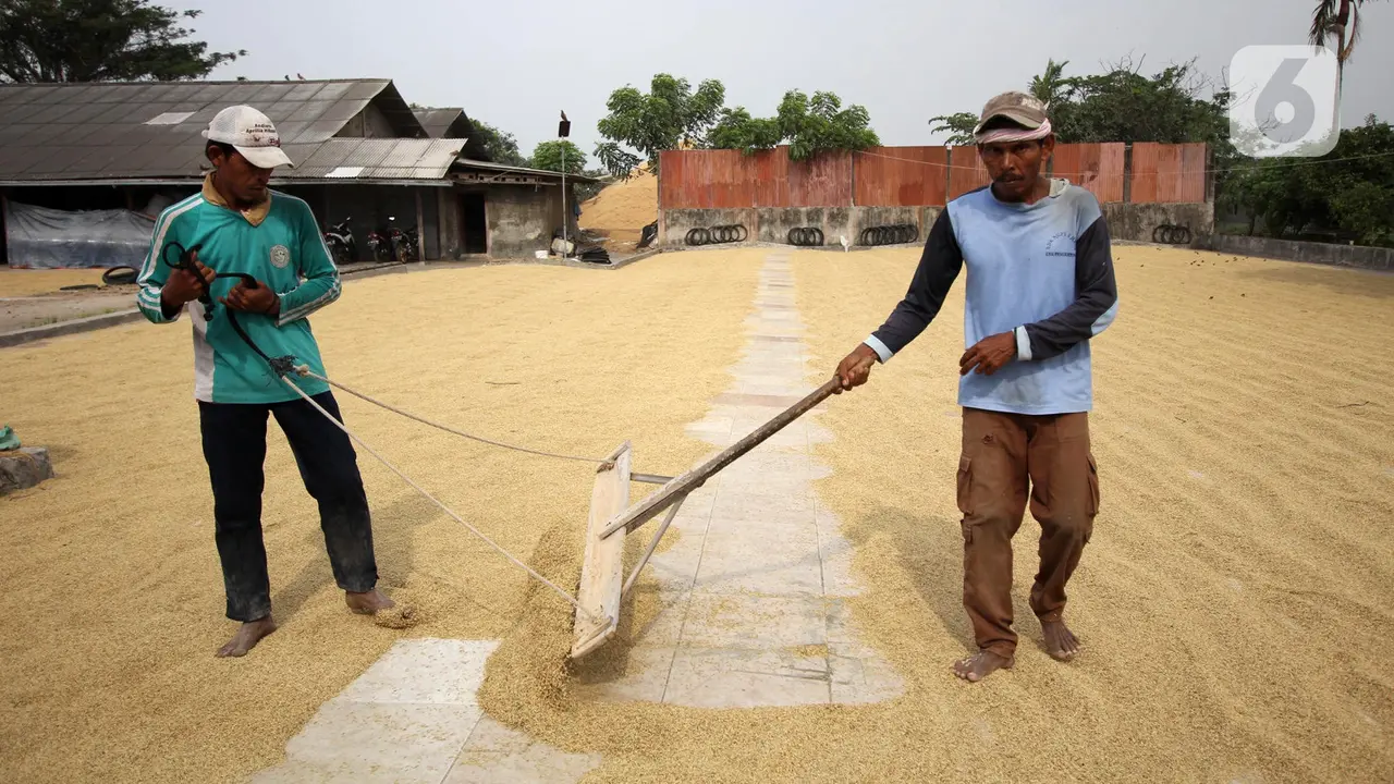 FOTO: Semester I 2020, Bulog Serap 700 Ribu Ton Gabah Petani