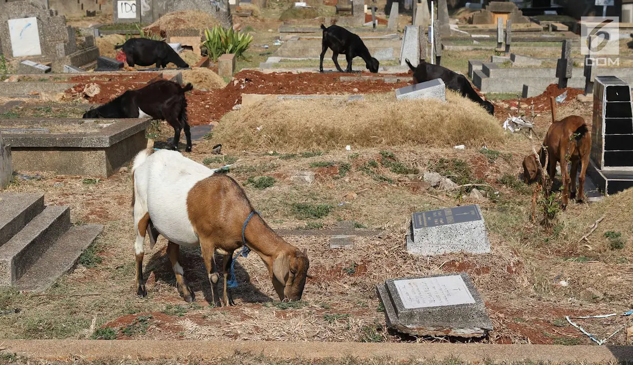 Kambing mencari makan di sekitar TPU Menteng Pulo, Jakarta, Selasa (9/10). Semakin berkurangnya lahan hijau menyebabkan peternak di Ibukota menggembalakan kambing tidak pada tempatnya. (Liputan6.com/Immanuel Antonius)