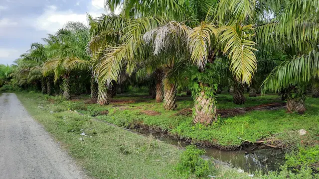 Perkebunan kelapa sawit di Desa Cot Mee, Nagan Raya (Liputan6.com/Rino Abonita)