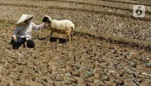 Adapun sektor yang paling terdampak dari fenomena El Nino adalah sektor pertanian, utamanya tanaman pangan semusim yang sangat mengandalkan air. Rendahnya curah hujan tentunya akan mengakibatkan lahan pertanian kekeringan dan dikhawatirkan akan mengalami gagal panen. (merdeka.com/Arie Basuki)