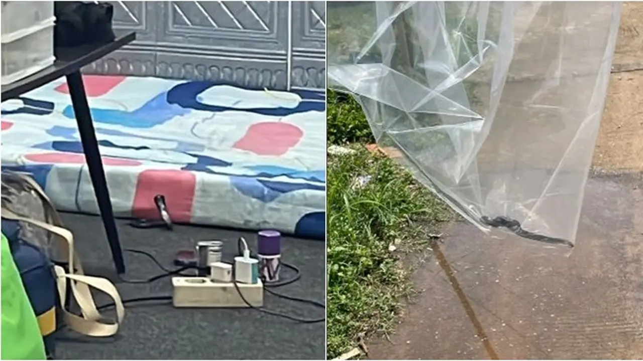Viral Wanita Temukan Ular Kobra Merayap di Tempat Tidur, Sembunyi di Bawah Bantal