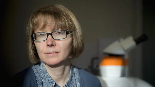 Fosil bakteri