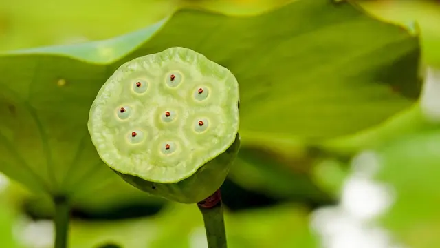 Ilustrasi biji lotus