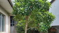 7 Pohon Buah dengan Batang yang Ramping untuk Lahan Rumah Sempit, Mudah Dirawat
