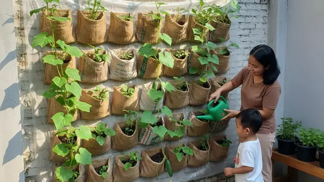 Model Kebun Timun dari Karung Bekas di Halaman Rumah