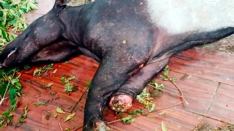 Kondisi tapir yang kakinya putus karena jerat yang dipasang orang tak bertanggungjawab.