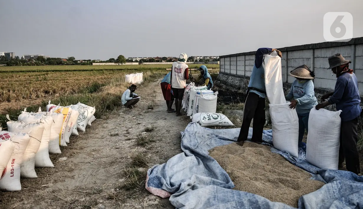 Sejumlah petani saat mengumpulkan hasil panen ke dalam karung untuk ditimbang di persawahan kawasan Rorotan, Jakarta, Kamis (30/7/2020). Petani harus membayar sewa tanah tiap panen kepada pemilik. (merdeka.com/Iqbal S. Nugroho)