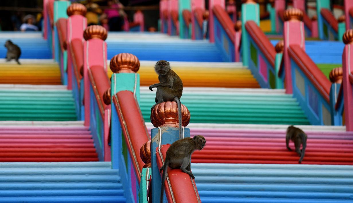 Monyet berkeliaran di sekitar tangga 272 langkah yang baru dicat, jalan untuk menuju kuil Batu Caves di Kuala Lumpur, Malaysia, 30 Agustus 2018. Pengecatan itu salah satu prosesi menyambut ritual Hindu yang digelar setiap 12 tahun. (AFP/Manan VATSYAYANA)