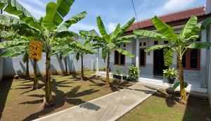 Jenis Pohon Pisang Pendek untuk Lahan Terbatas Model Pisang Mas/ AI