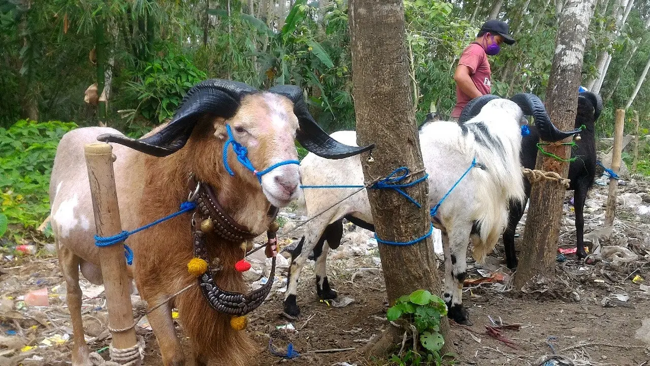 Domba Garut yang dikenal gagah pun mesti memperoleh sentuhan perawatan salon kambing. (Foto: Liputan6.com/Muhamad Ridlo)