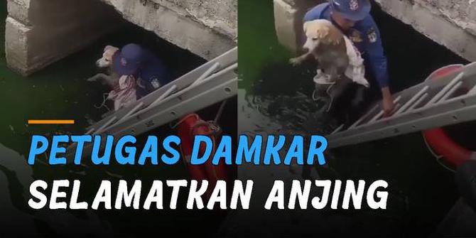 VIDEO: Tercebur dalam Kali, Petugas Damkar Selamatkan Anjing Milik Warga