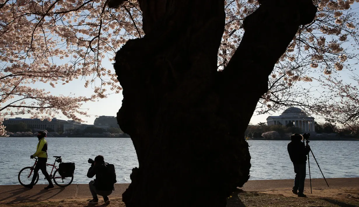 Wisatawan menikmati pemandangan bunga sakura yang bermekaran di sekitar Tidal Basin, Washington, DC, Senin (1/4). Bunga sakura ini merupakan pemberikan Wali Kota Tokyo pada tahun 1912 yang merupakan hadiah sebagai bentuk persahabatan kedua negara. (Photo by MANDEL NGAN / AFP)