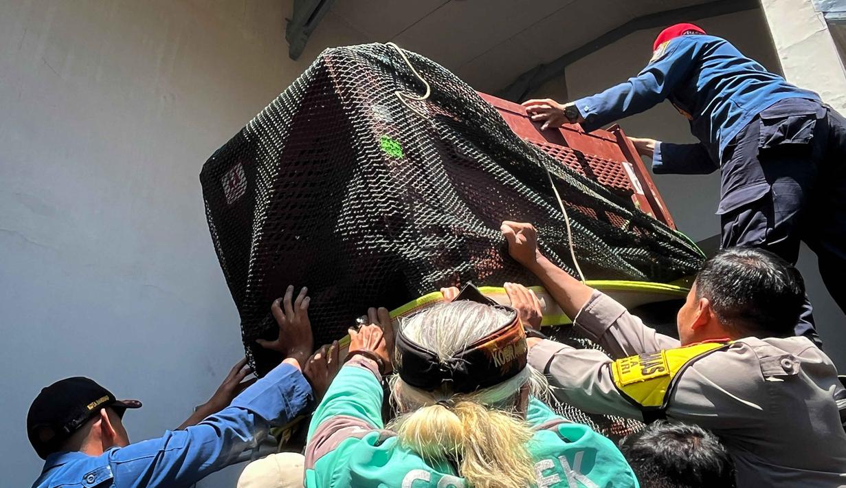 Tim gabungan dari kepolisian, pemadam kebakaran, dan Balai Besar Konservasi Sumber Daya Alam (BBKSDA) Jawa Barat berhasil mengevakuasi macan tutul liar setelah sebelumnya menembakkan bius untuk melumpuhkan hewan tersebut. Macan tutul liar tersebut dibawa ke Lembang Park Zoo untuk menjalani pemeriksaan kesehatan dan selanjutnya ke Pusat Penangkaran Satwa Cikananga (PPSC) di Kabupaten Sukabumi untuk perawatan lebih lanjut. (Timur Matahari/AFP)