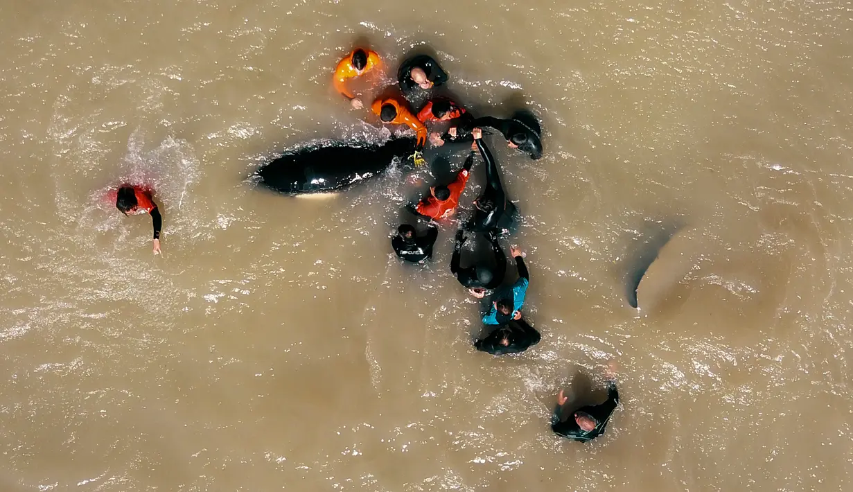 Tim penyelamat dan sukarelawan berupaya mengembalikan paus pembunuh ke laut setelah terdampar, di pantai Mar Chiquita, Argentina, Senin (16/9/2019). Sebanyak enam dari tujuh paus pembunuh yang ditemukan terdampar berhasil dikembalikan ke laut, tetapi satu di antara mereka mati. (AP/Marina Devo)