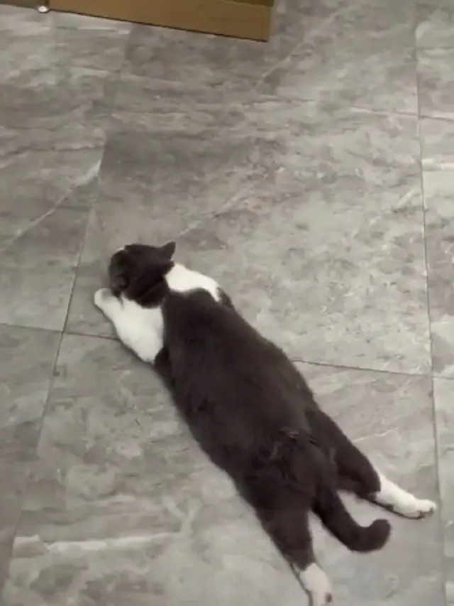 Aksi Kucing Rebahan di Butik Bikin Gemas, Warganet: Nunggu Pacar Belanja