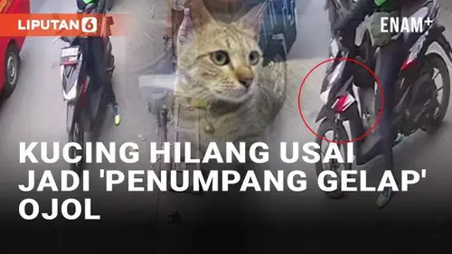 VIDEO: Viral Kucing Hilang Usai Jadi 'Penumpang Gelap' Ojek Online di Penjaringan