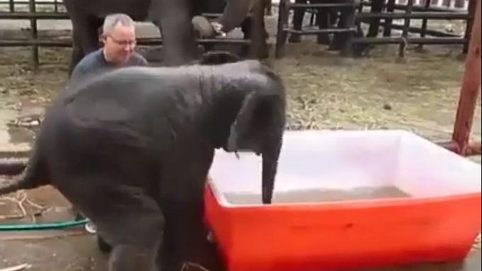 Anak Gajah Mandi  di Kolam Bak  Plastik  Asli Lucu 