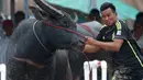 Seorang joki berusaha mengendalikan kerbaunya saat bersaing pada festival lomba balap kerbau di Chonburi, Bangkok, Thailand  (16/7). Festival tahunan itu diikuti puluhan petani di Chonburi untuk merayakan panen padi. (AP Photo/Sakchai Lalit)