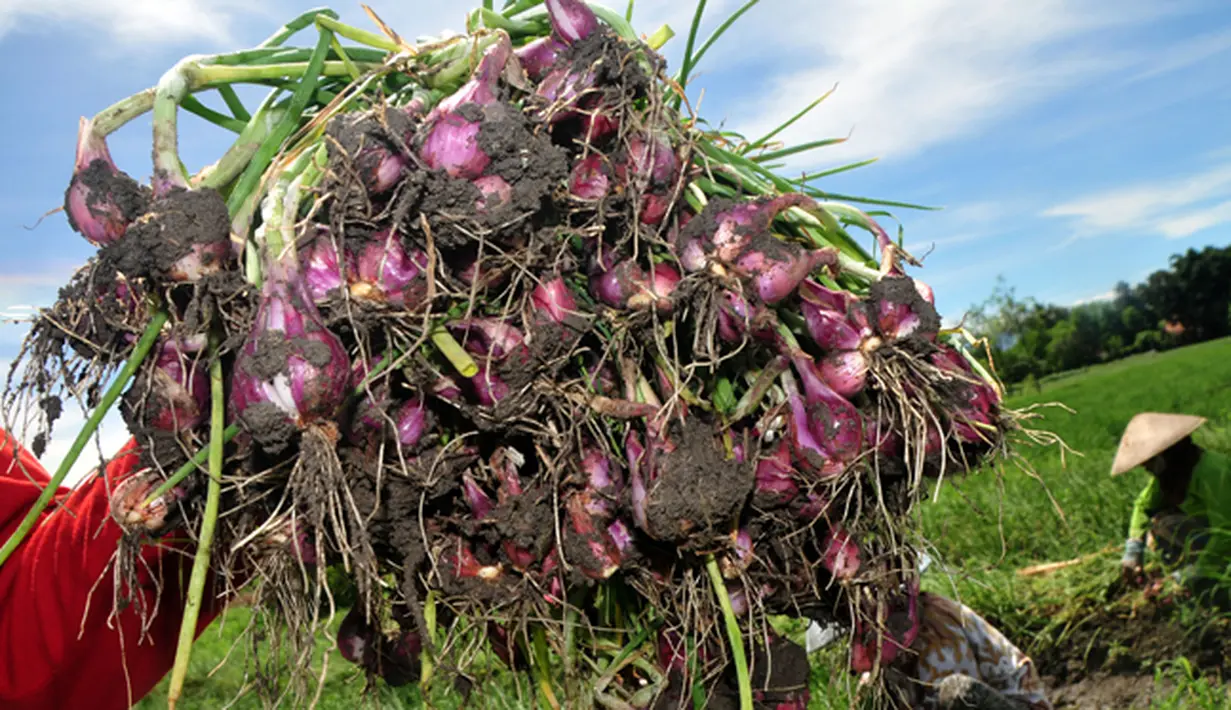 Sejumlah buruh memanen bawang merah di sawah Kelurahan Kalinyamat, Tegal, Jateng, Kamis (15/1/2015).Karena cuaca buruk, harga bawang  turun dari Rp 9.000/kilo menjadi Rp 6.000/kilo. (Antara Foto/Oky Lukmansyah)