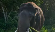 Gajah Indro Mati di TN Tesso Nilo, Tim Flying Squad Tersisa 5 Ekor