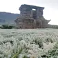 Dataran Tinggi Dieng, habitat Purwoceng, tumbuhan yang berkhasiat setara ginseng. (Foto: Liputan6.com/Muhamad Ridlo)