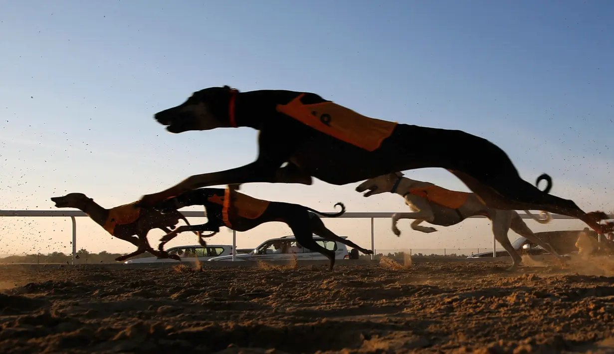 Anjing Arab jenis Saluki berpacu saat mengikuti Festival Unta Mazayin Dhafra di dekat kota Madinat Zayed, Abu Dhabi (26/12). Lomba balap anjing Saluki ini memeriahkan festival unta tersebut. (AFP Photo/Karim Sahib)