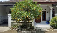 8 Cara Membuat Pohon Jeruk Pendek tapi Cabangnya Lebat, Produktif dan Mudah Dirawat