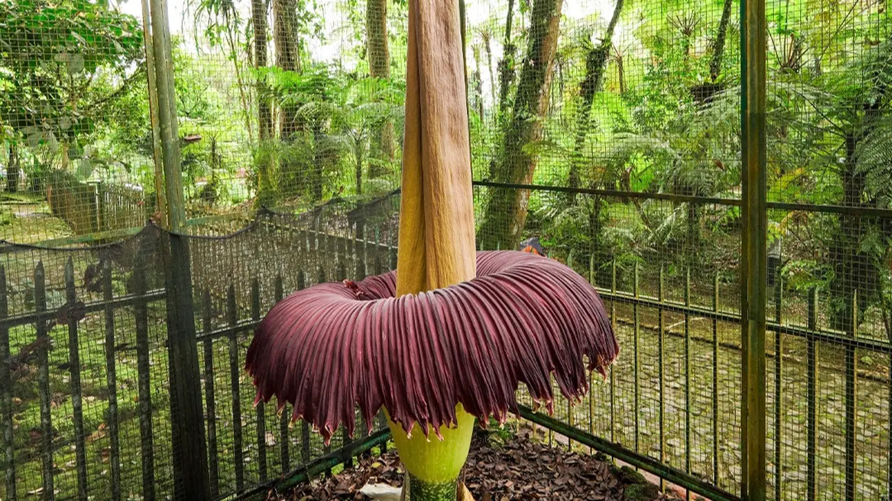 Bunga Bangkai Mekar Sempurna di Kebun Raya Cibodas, Tingginya Capai 310 Cm