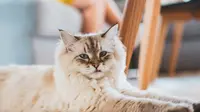 Fluffy long haired cat breeds. (Photo: wirestock/Freepik)