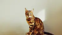 9 cat breeds that look like a tiger. (Photo: Igor Karimov 🇺🇦/Unsplash)