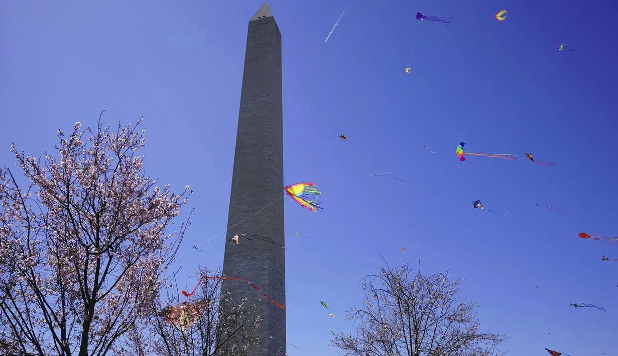 Sejumlah layang-layang terbang dengan latar belakang Monumen Washington pada Festival Blossom Kite di Washington, D.C., Amerika Serikat, Sabtu (31/3). Festival ini merupakan serangkaian kegiatan menyambut bunga sakura bermekaran. (Eva HAMBACH/AFP)