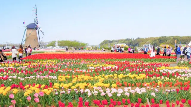 Warga Langgar Karantina Datangi Festival Bunga, 800 Ribu Tulip Dihancurkan Pemerintah Jepang