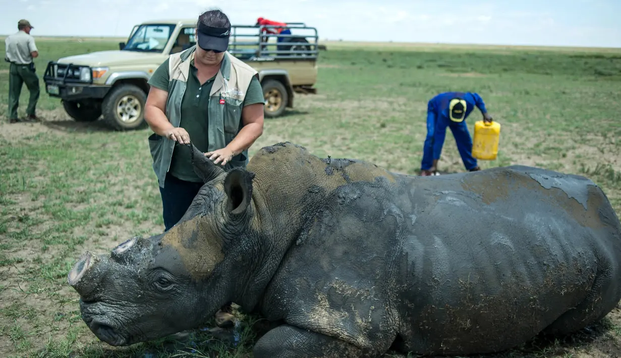 Seekor badak tergeletak di Klerksdorp, Afrika Selatan (3/2/2016). Maraknya perburuan cula badak telah membuat populasi badak terancam punah. (AFP PHOTO / Mujahid SAFODIEN)